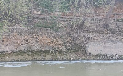 Izquierda Alcalareña denuncia el estado de los accesos al Molino del Algarrobo y la lentitud en la gestión del arbolado urbano en Alcalá de Guadaíra